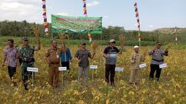 PANEN RAYA KEDELAI GAPOKTAN SEDYO MULYO KALURAHAN PENGKOK BERSAMA BUPATI GUNUNGKIDUL