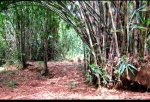 pohon bambu